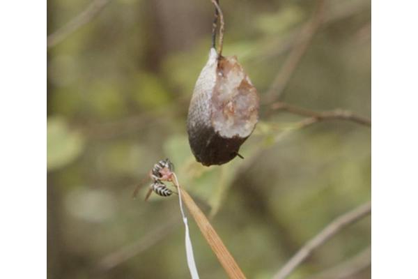 Decoding Dinner: DNA Analysis Reveals the Diverse Diet of Wasp Larvae