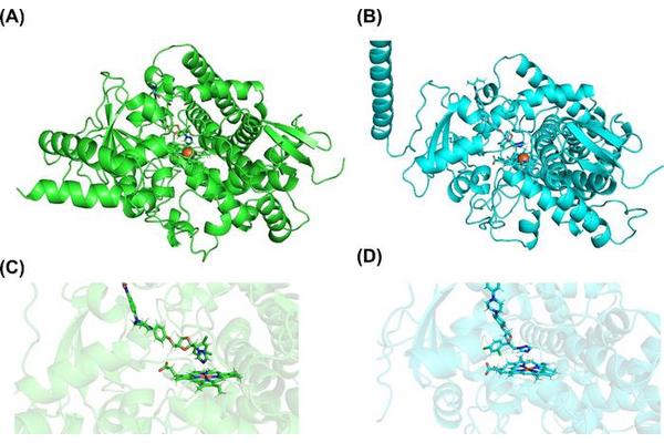 Decoding Resistance: How Gene Duplication Enhances Antifungal Defenses in Madurella fahalii