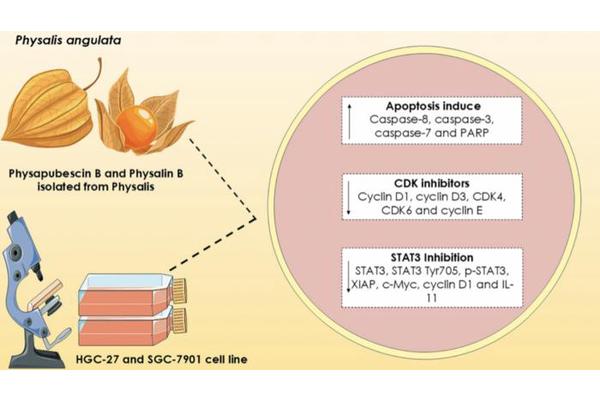 25 Years of Research Uncover Stomach Cancer-Fighting Potential in Brazilian Plants