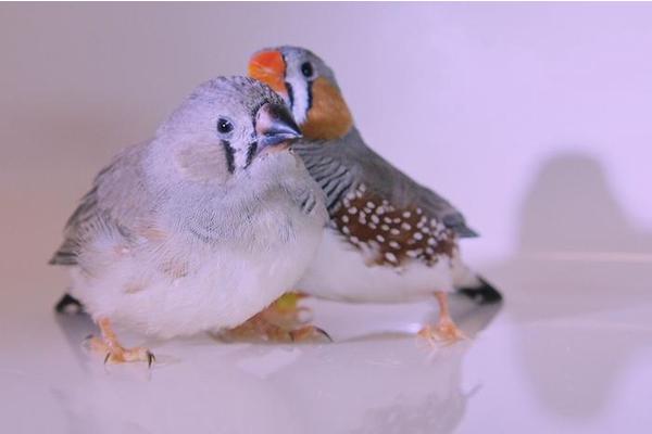 What Birds Reveal About the Power of Social Learning
