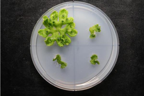 Ancient Root Development Gene Predates Roots Themselves