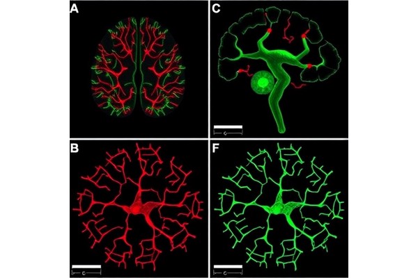 Parallel Reporter and Transgenic Assays Reveal Neuronal Enhancers