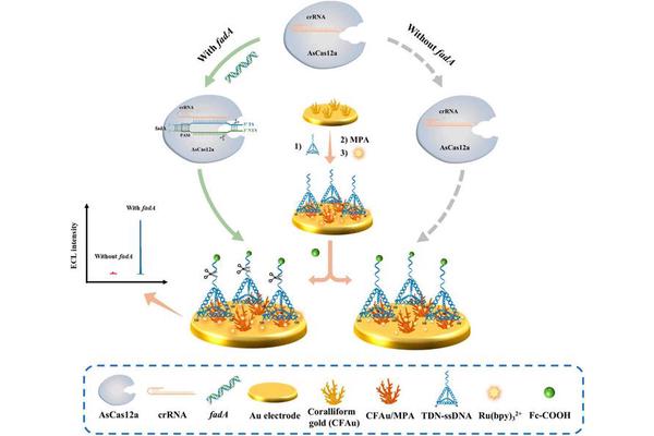 Revolutionary Amplification-Free Electrochemiluminescent Biosensor Enables Ultra-Sensitive Detection of Fusobacterium nucleatum via Tetrahedral DNA-Based CRISPR/Cas12a Technology