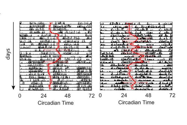 Humans as Seasonal Beings: Insights from Our Circadian Rhythms