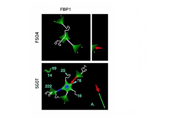 MLN4924 Inhibits Renal Cancer via Nuclear FBP1