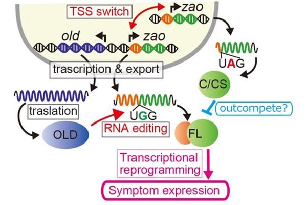 Fungal Antiviral Responses Enhanced Through RNA Editing Mechanisms