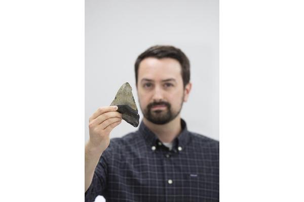 Megalodon’s Diverse Diet Revealed: Insights into the Feeding Habits of the Giant Shark