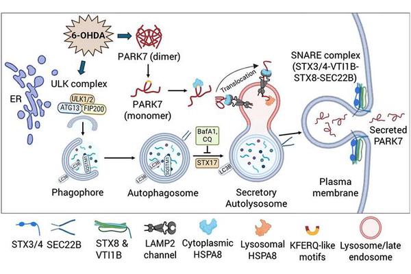 Autophagy and Lysosomal Pathways Drive Unconventional Secretion of Parkinson’s Disease Protein