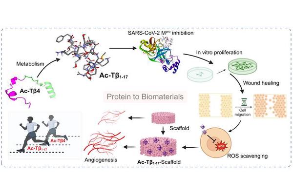 KIST Engineers Versatile Peptide to Combat Viruses and Accelerate Wound Healing