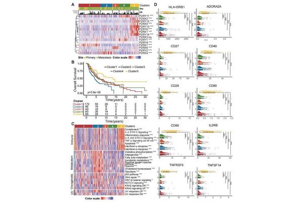 Adenosine Phosphate Signaling Boosts Antitumor Immunity and Amplifies Melanoma Immunotherapy Success