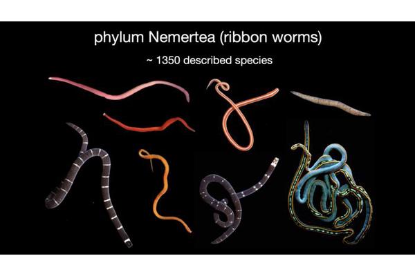 Discovering Diversity: First Comprehensive Assessment Reveals Over 100 Ribbon Worm Species in Oman, Mostly New to Science