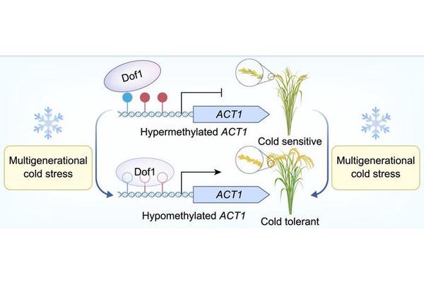 Scientists Discover Epigenetic Mechanism Behind Rice’s Cold Adaptation