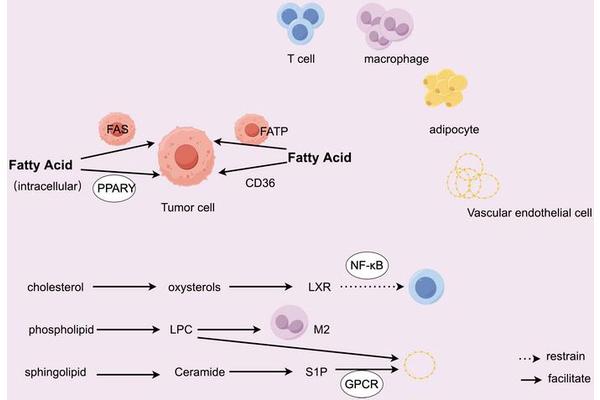 Reprogramming Lipid Metabolism: Unveiling Its Impact on the Tumor Immune Microenvironment