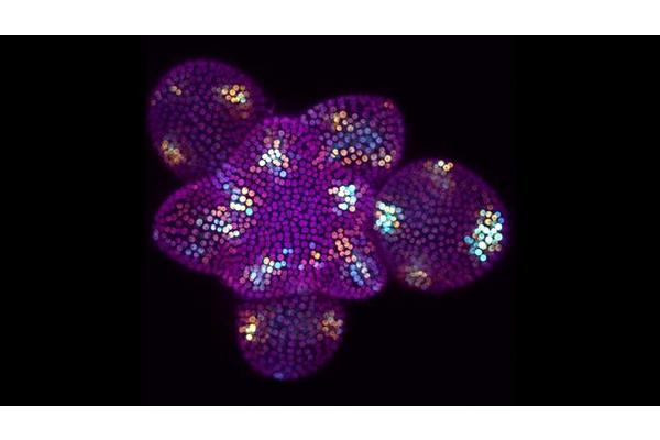 Flowers Bloom with Remarkable Precision Despite Genetic Chaos