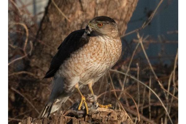 Street Smarts: How a Hawk Mastered Traffic Signals to Boost Its Hunting Success