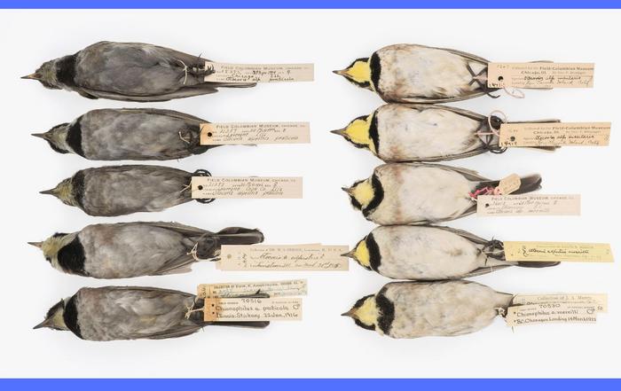 Historical bird samples from a museum collection.