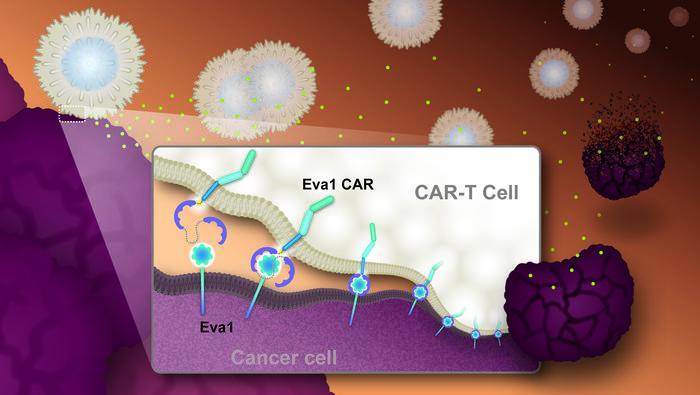 Eva1CAR-T cells can form more effective immune synapses