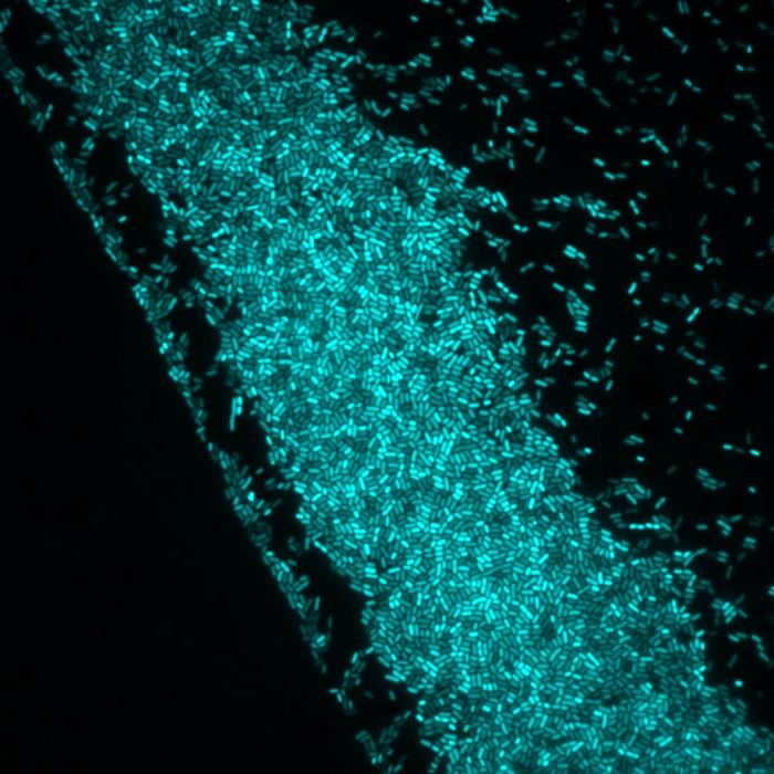 Photo-controlled bacteria