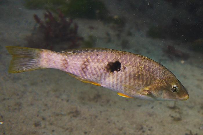 A female spotty/paketi (an endemic species of wrasse) in the Gemmell Lab at the University of Otago. Credit: Gemmell Lab