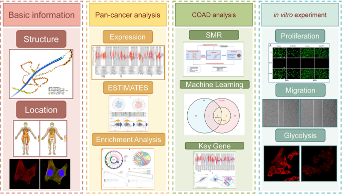 ENTR1 affects the progression of colon cancer by regulating energy metabolism under the influence of glycolysis