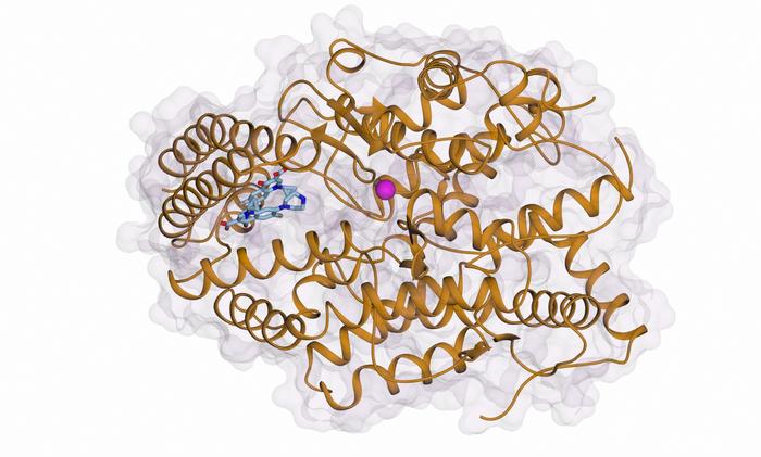 ACE with ciprofloxacin bound at allosteric site