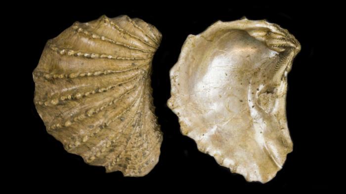 Scabrotrigonia, a victim of the end-Cretaceous extinction.