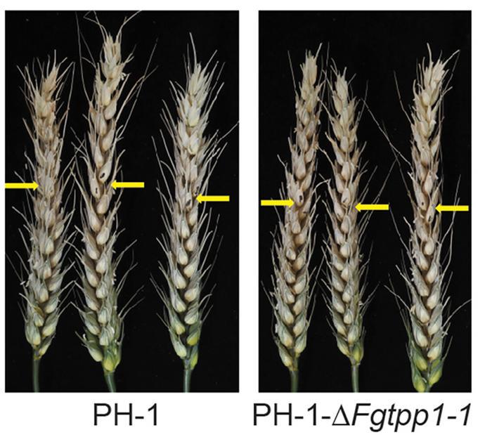 Wheat Spikes