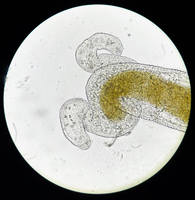 Parasite spore clusters