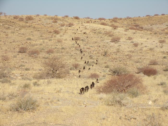 Baboons walking in progression on South Africa’s Cape Peninsula