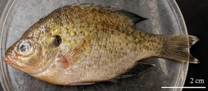 Bluegill fish