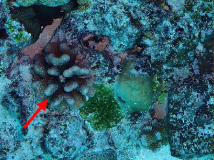 Pocillopora coral