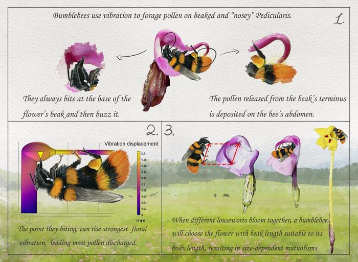 “Bite Me Here!” Multidisciplinary Research Unlocks Resonance Secret of Buzz Pollination Interactions