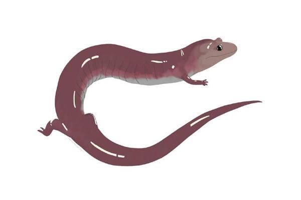 Giant Ancient Salamander Unearthed in ETSU Fossil Discovery