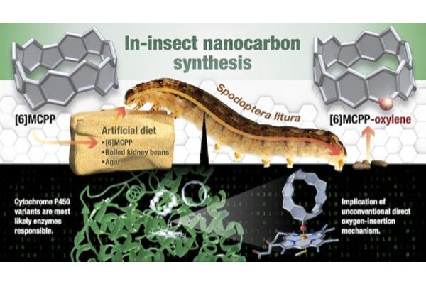 Caterpillar Factories Develop Fluorescent Nanocarbons