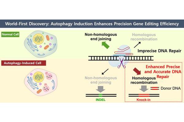 Enhancing Precision in Gene Editing: Autophagy Revolutionizes DNA Repair Mechanisms
