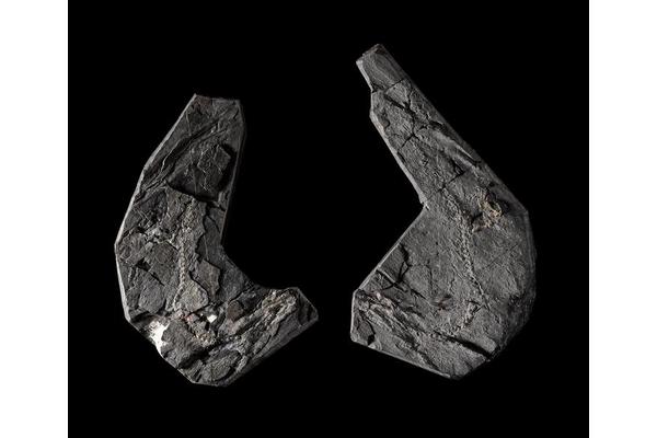 Revised Age for Land-Animal Ancestor Uncovered by Bold New Research