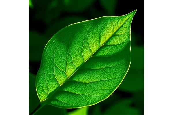 How Leaf Traits Shape Vegetation Optical Properties