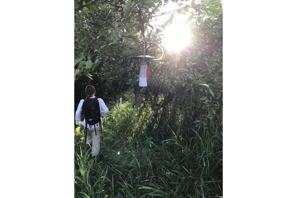 Tree Cover Shields Against Mosquito-Borne Diseases, Reducing Health Risks