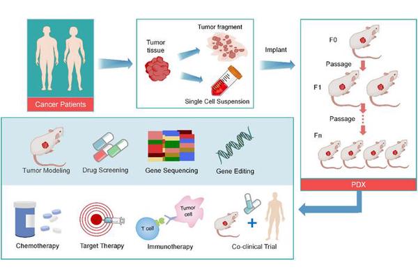 Revolutionizing Cancer Research: The Emergence of Patient-Derived Xenograft Models