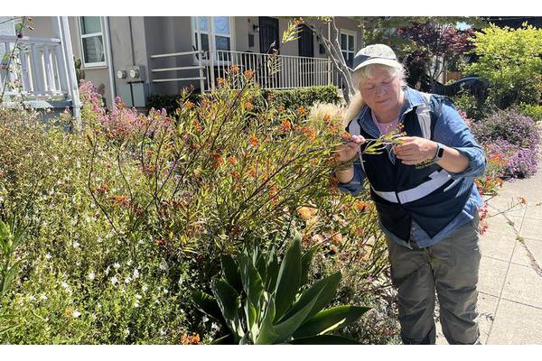 Monarch Butterflies in Cities Remain Stationary