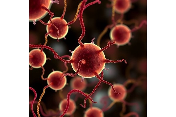 Cuproptosis Genes Driving Spermatogenic Cell Death