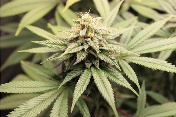 Cannabis Pangenome Uncovers New Opportunities for Medicinal and Industrial Applications
