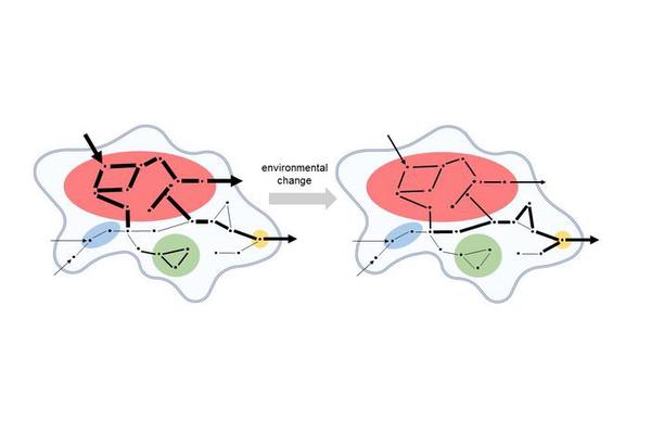 Kinetic Coupling: A Major Breakthrough in Decoding Biochemical Networks