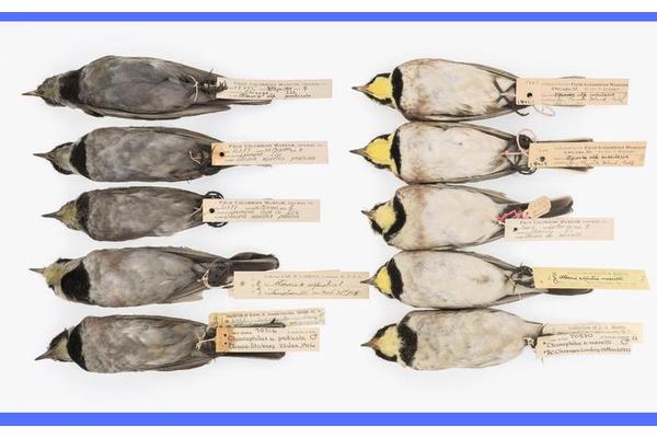 Museum Specimens Reveal Fresh Insights into Pollution History