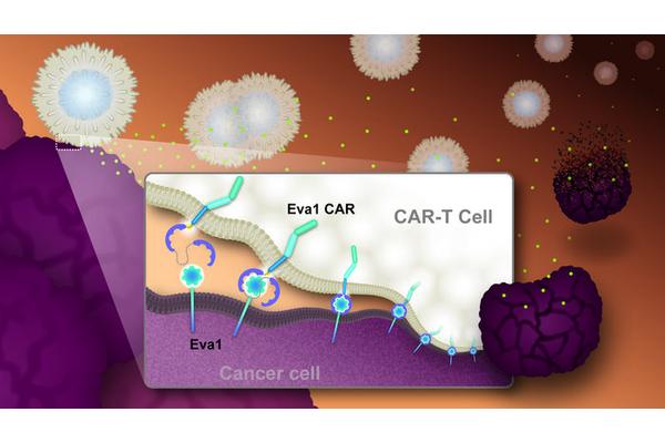 Researchers Develop Innovative Tumor-Targeting System to Enhance Cancer-Fighting Cells