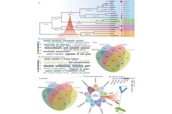 Genomic Breakthrough Uncovers the Secrets Behind the Rapid Growth and Invasiveness of Tropical Vine Merremia boisiana