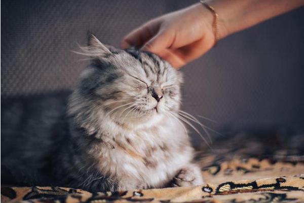 Cats Identify Their Owner’s Scent, New Study Reveals