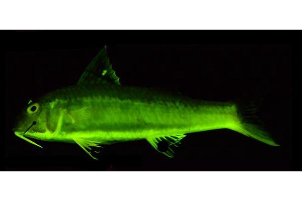 Fish Biofluorescence Evolved Over 100 Times Across 112 Million Years, New Research Shows