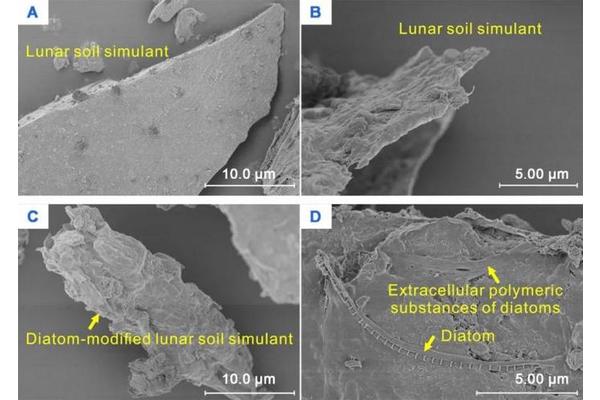 Pioneering Lunar Farming: Harnessing Diatoms for Sustainable Agriculture in Space