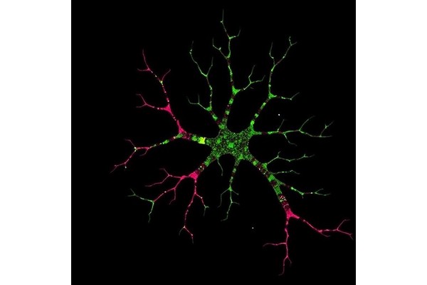 Astrocyte Morphogenesis Depends on Self-Recognition